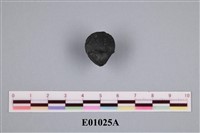 藏品(石燕及其他腕足動物)的圖片